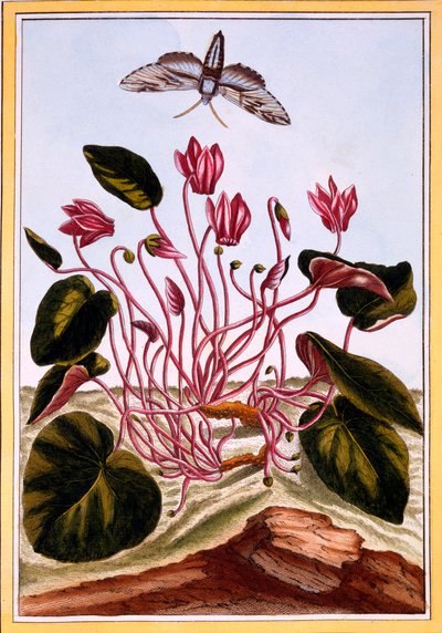 Cyclamen, c.1766 by Pierre Joseph Buchoz